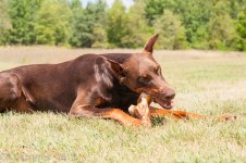 Pets-0898.jpg