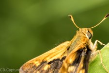 Moth-0886.jpg