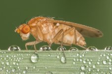 Insect-0173.jpg