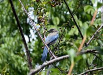 Blue Bird of Screeching.jpg