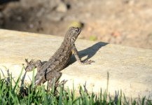 11th Aug 2015 010.JPG