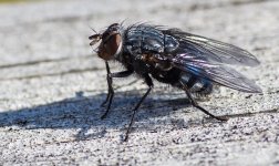 fly on deck-.jpg