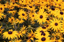20150809-field of yellow.jpg