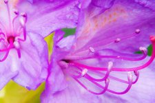 20150525-purple.jpg