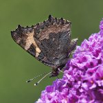 Butterfly-3.jpg