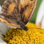 Butterfly-2.jpg