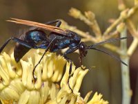 Wasp3.jpg