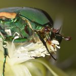 Scarab2.jpg