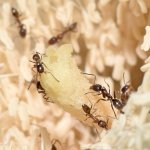 Ants2.jpg