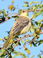 Oriole.jpg