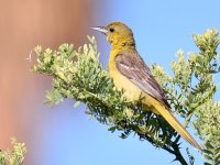 Oriole8.jpg