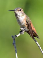 Hummer7.jpg
