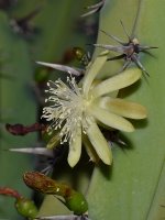 Cactus2.jpg