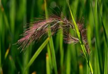 12th Aug 2015 031.JPG