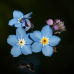 20150522-Blue flower.jpg