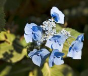 blue.jpg