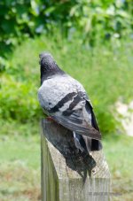 DSC_0268.jpg