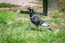 DSC_0269.jpg