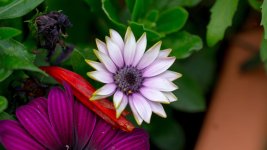 DSC_4614.jpg