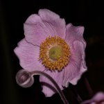 Flash-test-pink.jpg