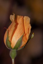 Rose.jpg