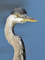 BlueHeron4.jpg