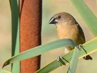 Mannikin3_2015_08_13.jpg