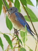 Bluebird2.jpg