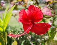 red-one.jpg