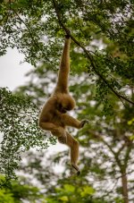 monkey-swing.jpg