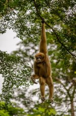 monkey-swing-2.jpg