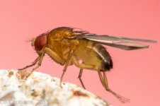 Insects-1271.jpg
