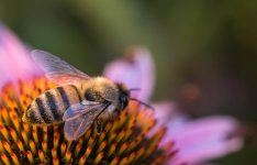 20150809-bee on stings.jpg