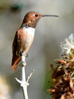 Hummer7.jpg