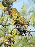 Oriole.jpg