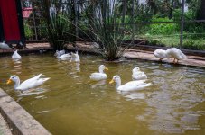 Ducks-2.jpg