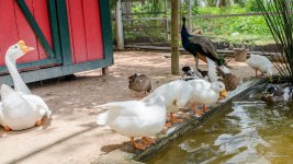 Ducks-4.jpg