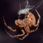 Spider.jpg