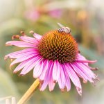20150809-Bee on cone.jpg