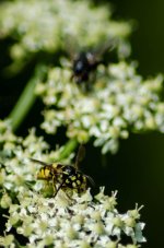 20150807-wasp2.jpg