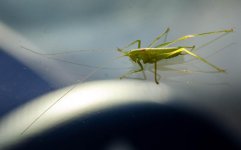 20150801-grasshopper.jpg