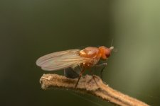 DSC_1251.jpg