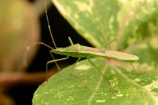 DSC_1258.jpg