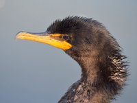 Cormorrant3.jpg