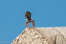 Spiders-1354.jpg