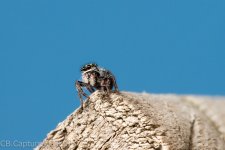 Spiders-1356.jpg
