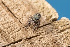 Spiders-1357.jpg
