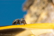 Spiders-1367.jpg