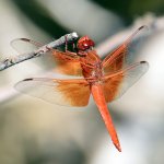 DragonFly5.jpg