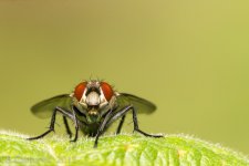Insects-1334.jpg
